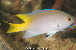SIND DAMSELFISH ( NEOPOMACENTRUS SINDENSIS ) SHOT WITH NI... by Simon Gardener 